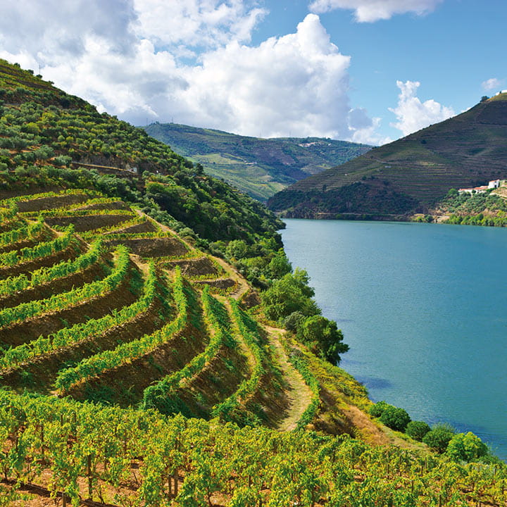 Vineyards in Douro Valley 